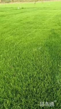 黑麦草