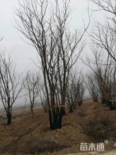 50公分丛生朴树