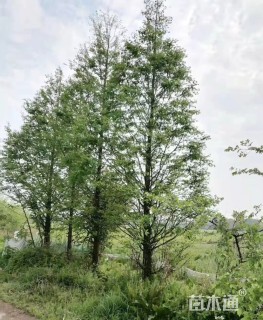 11公分水杉