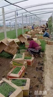 高度2厘米粉黛乱子草