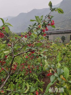 高度2500厘米贴梗海棠