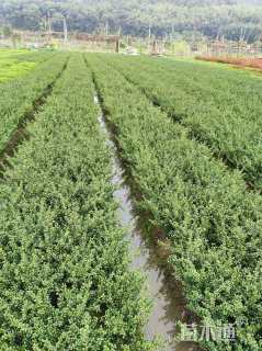 高度20厘米龟甲冬青