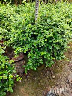 高度40厘米福建茶