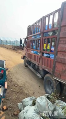 高度15厘米虎耳草