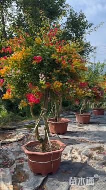 高度200厘米花叶勒杜鹃