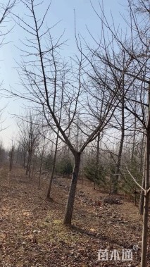 15公分嫁接银杏