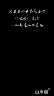 观赏型向日葵种子向日葵种子
