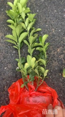 高度45厘米大叶黄杨