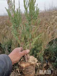 高度50厘米铺地柏