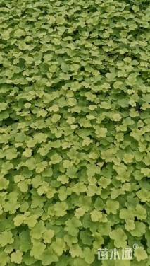 高度25厘米彩叶草