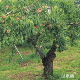 10公分桃树