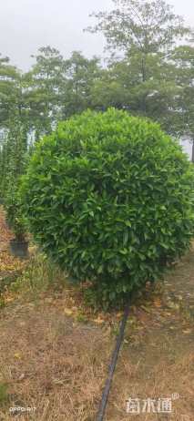 高度180厘米非洲茉莉球