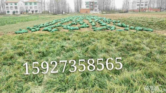 高度15厘米麦冬