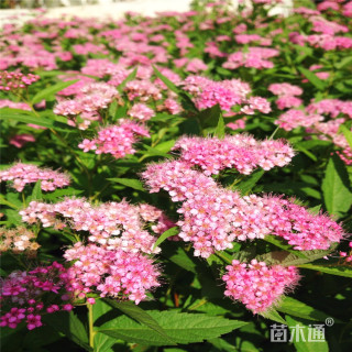 高度35厘米精品粉花绣线菊