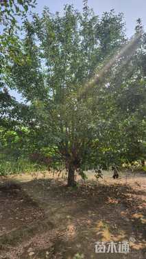 15公分北美海棠