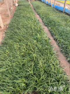 高度13厘米沿阶草