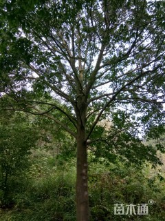 15公分红果冬青