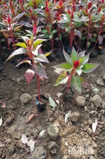 高度15厘米鸡冠花