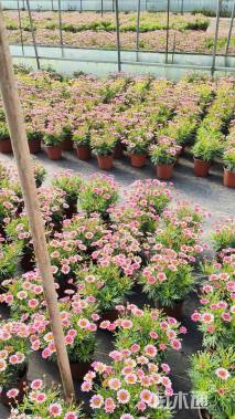 高度30厘米玛格丽特花