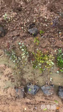 高度40厘米紫叶小檗