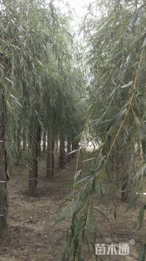 12公分金丝垂柳