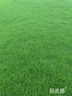 草块状马尼拉草