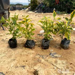 高度25厘米金边假连翘