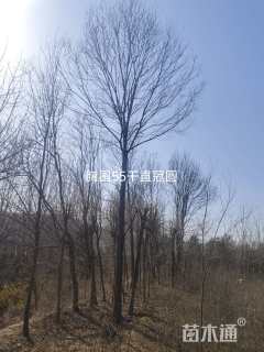 18公分暴马丁香