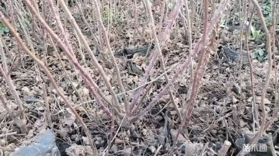 高度70厘米四季玫瑰