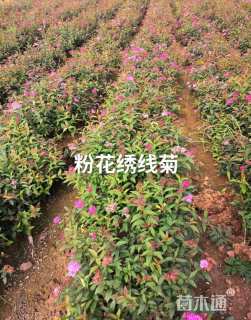 高度20厘米粉花绣线菊
