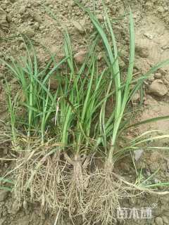 高度30厘米麦冬