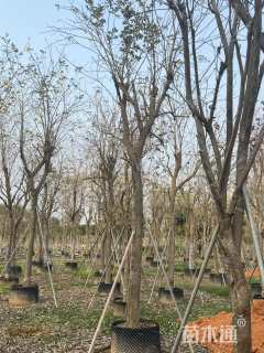 18公分黄花风铃木