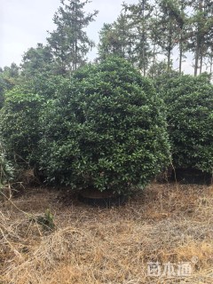 高度350厘米龙桂