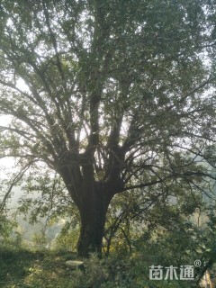 80公分皂荚