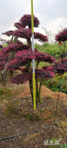 30公分造型红花继木桩