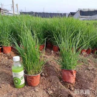 高度55厘米羽绒狼尾草