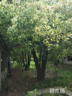 100公分丛生香樟