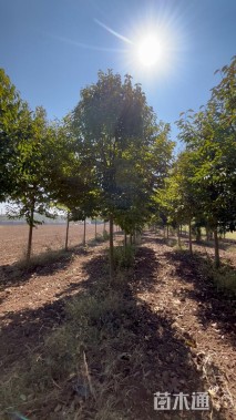 13公分二乔玉兰