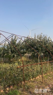 高度200厘米木绣球