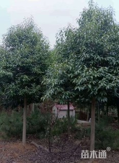 10公分红果冬青