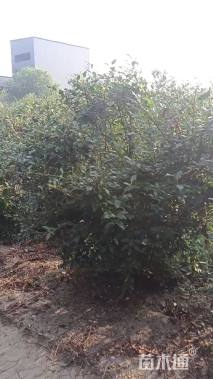 高度220厘米连翘