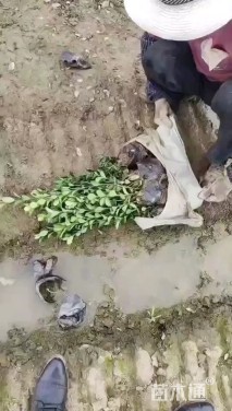 高度35厘米大叶黄杨