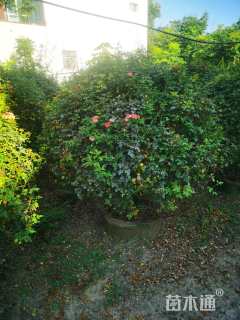 高度180厘米月季