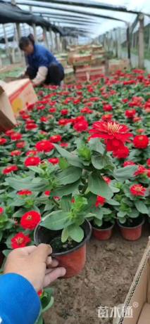 高度20厘米百日草