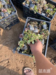 高度15厘米红叶景天