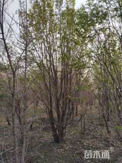 高度500厘米丛生暴马丁香