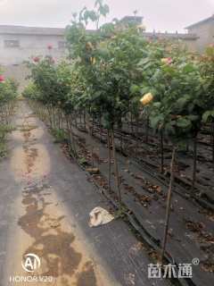 1.5公分小青杆树状月季