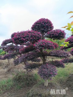 15公分造型红花继木桩