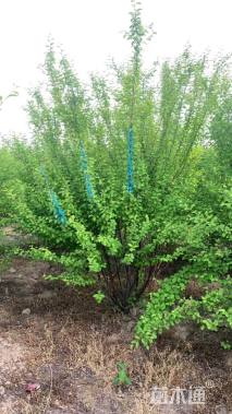 高度300厘米丛生榆叶梅