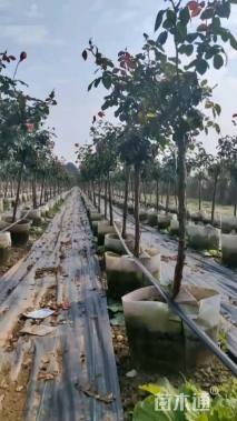 高度130厘米月季